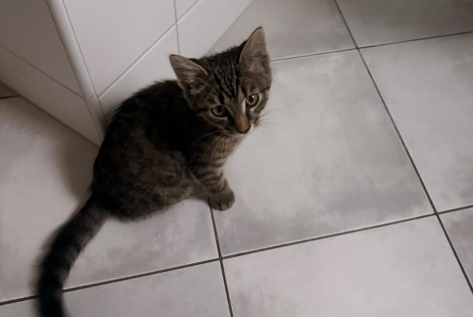 Fundmeldung Katze Unbekannt Val-de-Ruz Schweiz Fundmeldung Katze Unbekannt Val-de-Ruz Schweiz