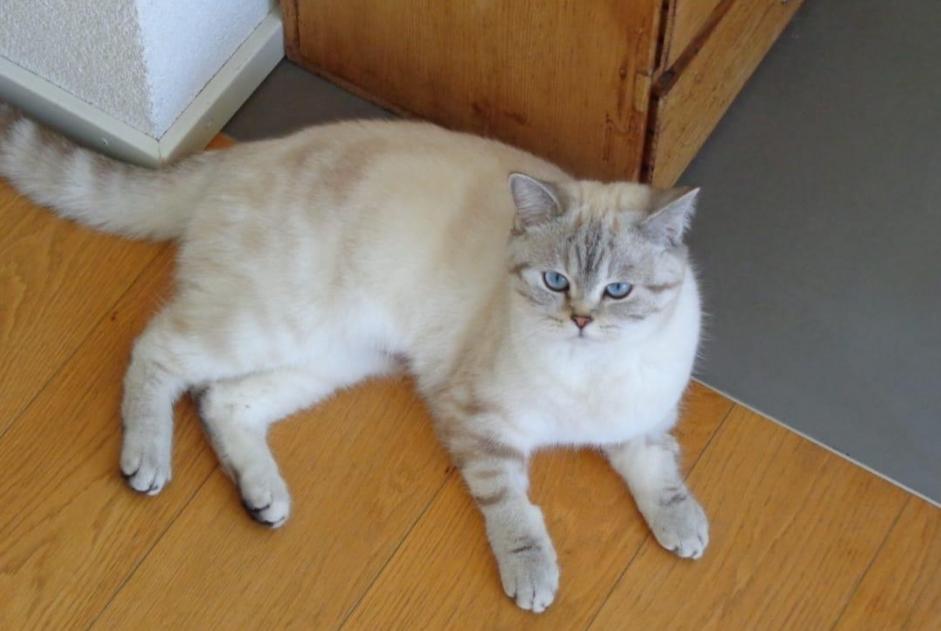 Vermisstmeldung Katze Weiblich , 1 jahre Bernex Schweiz Vermisstmeldung Katze Weiblich , 1 jahre Bernex Schweiz