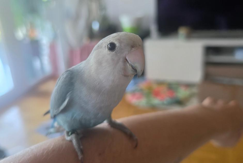 Fundmeldung Vogel Unbekannt Carouge Schweiz