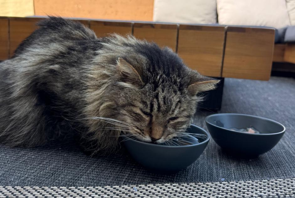 Discovery alert Cat Unknown Sion Switzerland Discovery alert Cat Unknown Sion Switzerland