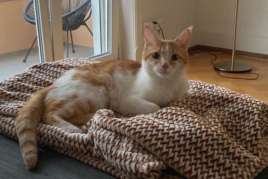 Disappearance alert Cat miscegenation Male , 5 years Villars-sur-Glâne Switzerland Disappearance alert Cat miscegenation Male , 5 years Villars-sur-Glâne Switzerland