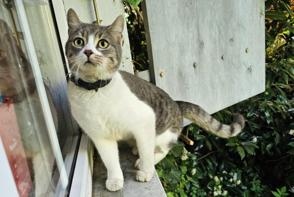 Disappearance alert Cat miscegenation Male , 2 years Lonay Switzerland