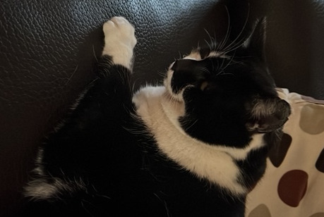 Disappearance alert Cat Female , 12 years Penthalaz Switzerland Disappearance alert Cat Female , 12 years Penthalaz Switzerland