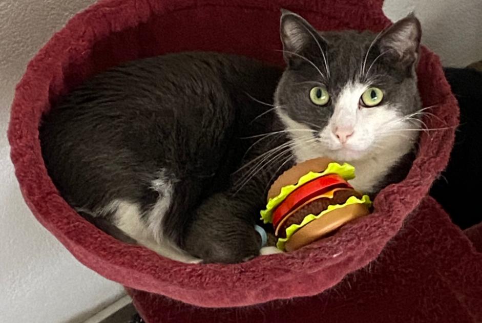 Alerta de Desaparición Gato cruce Macho , 5 años Bulle Suiza Alerta de Desaparición Gato cruce Macho , 5 años Bulle Suiza