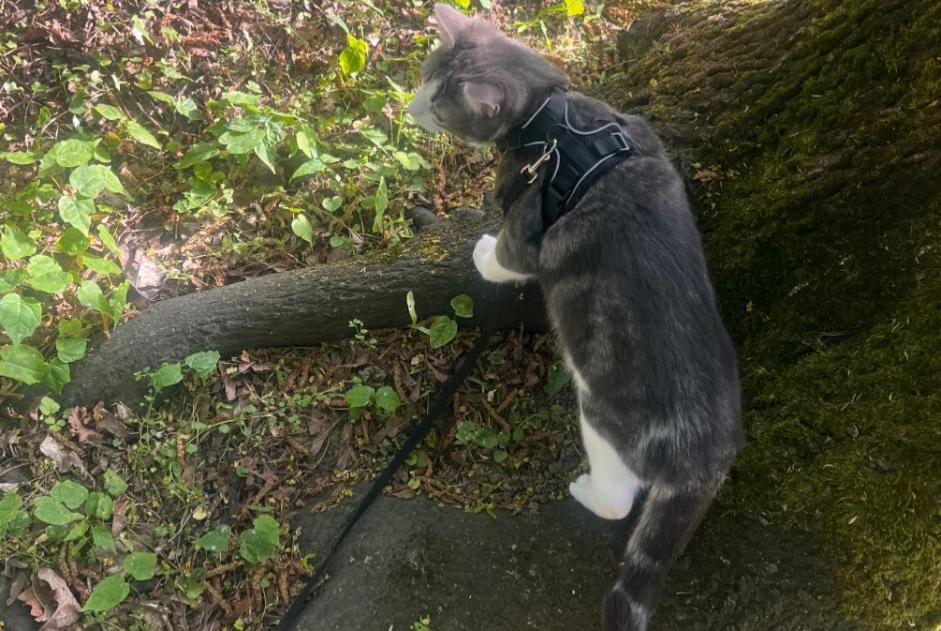 Alerta de Desaparición Gato cruce Hembra , 1 años Genève Suiza