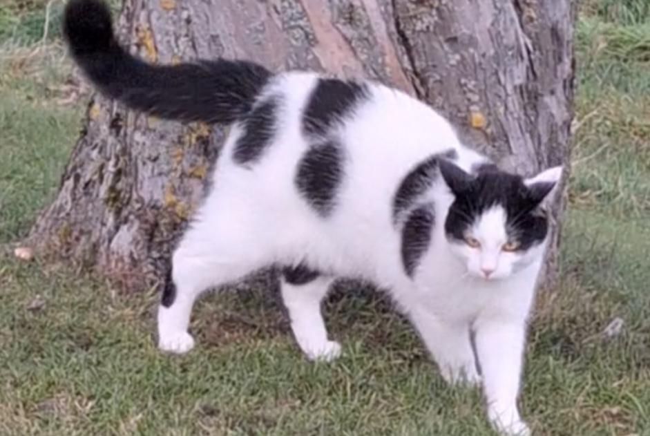 Alerta de Desaparición Gato Macho , 3 años Treytorrens (Payerne) Suiza