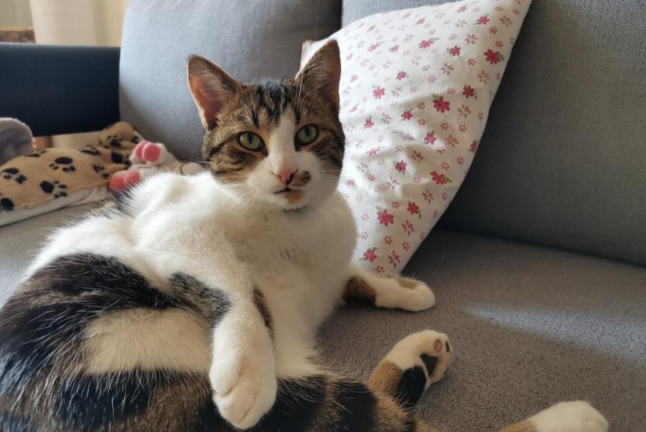 Alerta de Desaparición Gato Macho , 6 años La Rippe Suiza