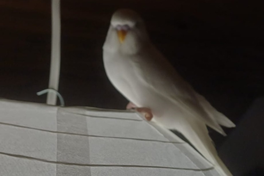 Alerta de Desaparición Pájaro Hembra , 2026 años Val-de-Ruz Suiza