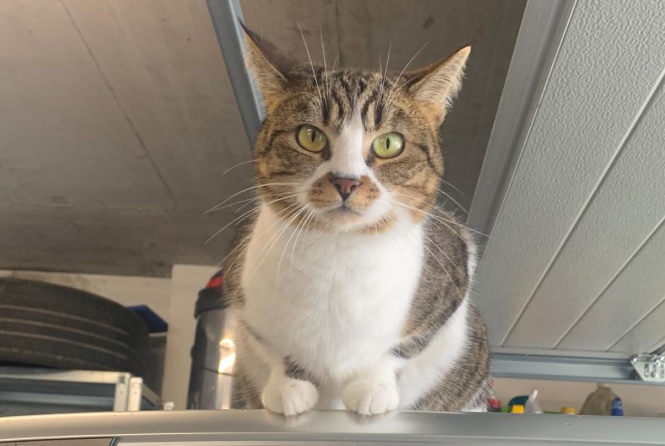 Alerte Disparition Chat croisement Femelle , 6 ans Grolley-Ponthaux Suisse Alerte Disparition Chat croisement Femelle , 6 ans Grolley-Ponthaux Suisse