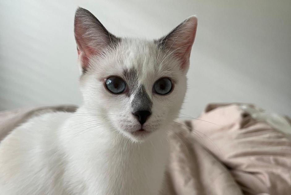 Alerte Disparition Chat Femelle , 0 ans Thônex Suisse Alerte Disparition Chat Femelle , 0 ans Thônex Suisse