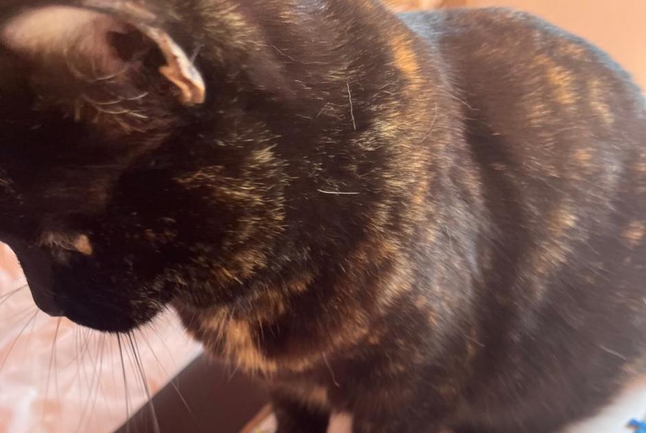 Alerte Disparition Chat croisement Femelle , 10 ans Chez-le-Bart Suisse