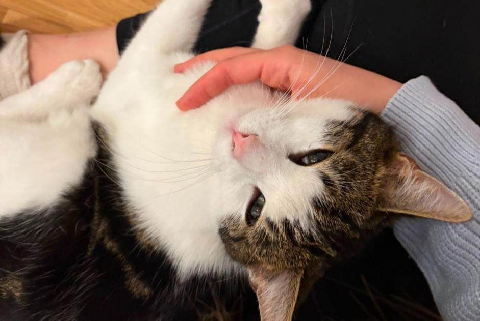 Alerte Disparition Chat  Mâle , 1 ans Altdorf Suisse