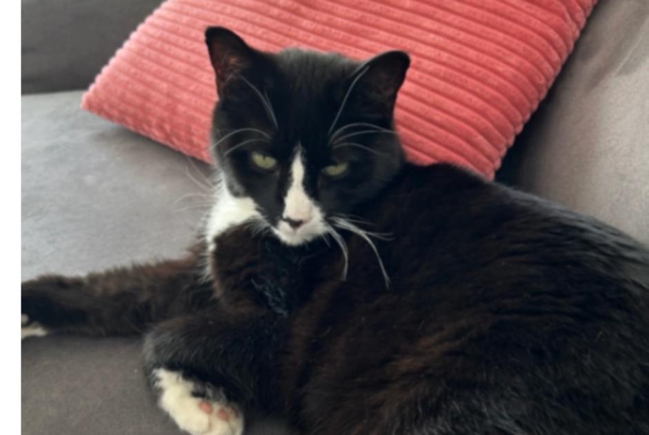 Alerte Disparition Chat  Mâle , 12 ans Martigny Suisse