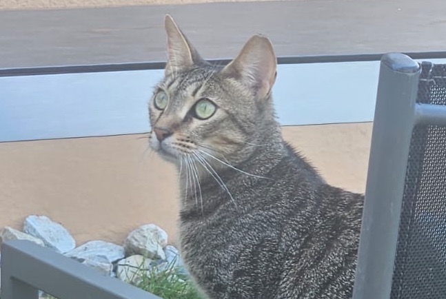 Alerte Disparition Chat  Femelle , 37 ans Noble-Contrée Suisse