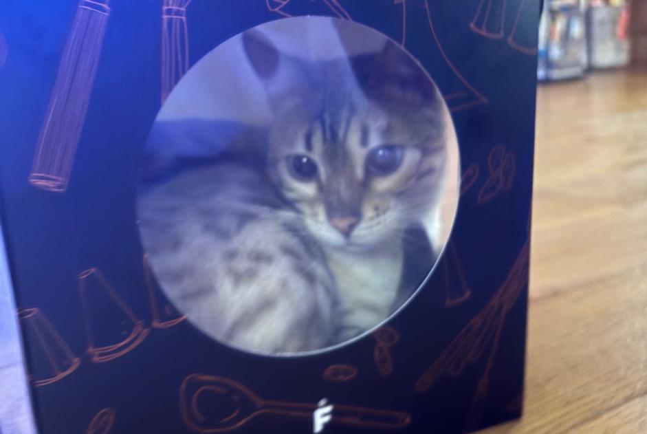 Alerte Disparition Chat  Femelle , 5 ans Chernex Suisse