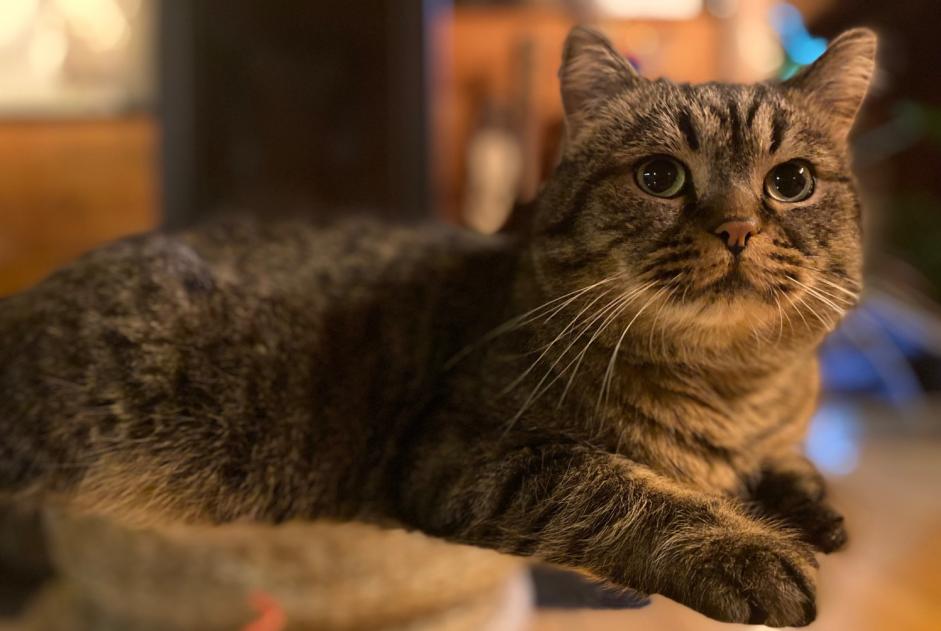 Alerte Disparition Chat Mâle , 3 ans Ollon Suisse Alerte Disparition Chat Mâle , 3 ans Ollon Suisse