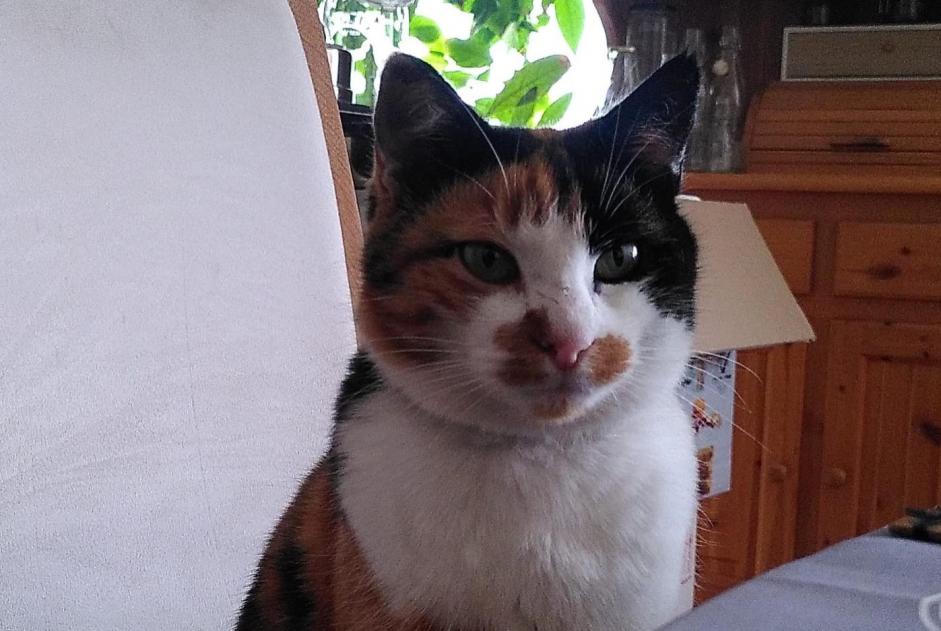 Alerte Disparition Chat Femelle , 3 ans Bex Suisse Alerte Disparition Chat Femelle , 3 ans Bex Suisse