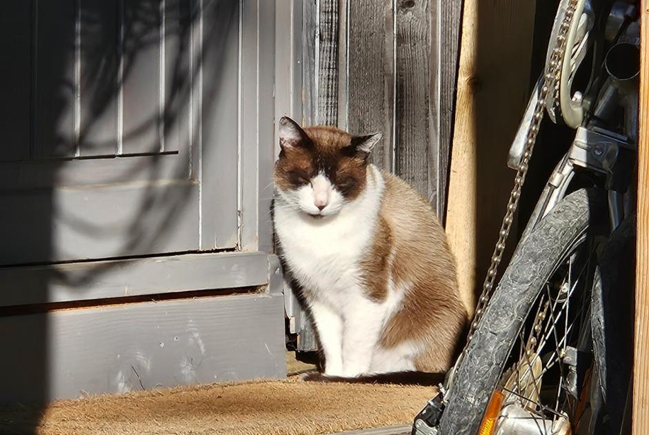 Alerte Découverte Chat croisement Inconnu Gruyères Suisse Alerte Découverte Chat croisement Inconnu Gruyères Suisse