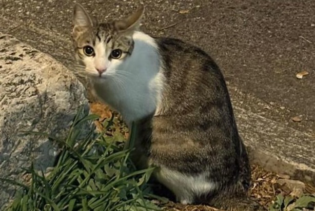 Alerte Découverte Chat Inconnu Lancy Suisse Alerte Découverte Chat Inconnu Lancy Suisse