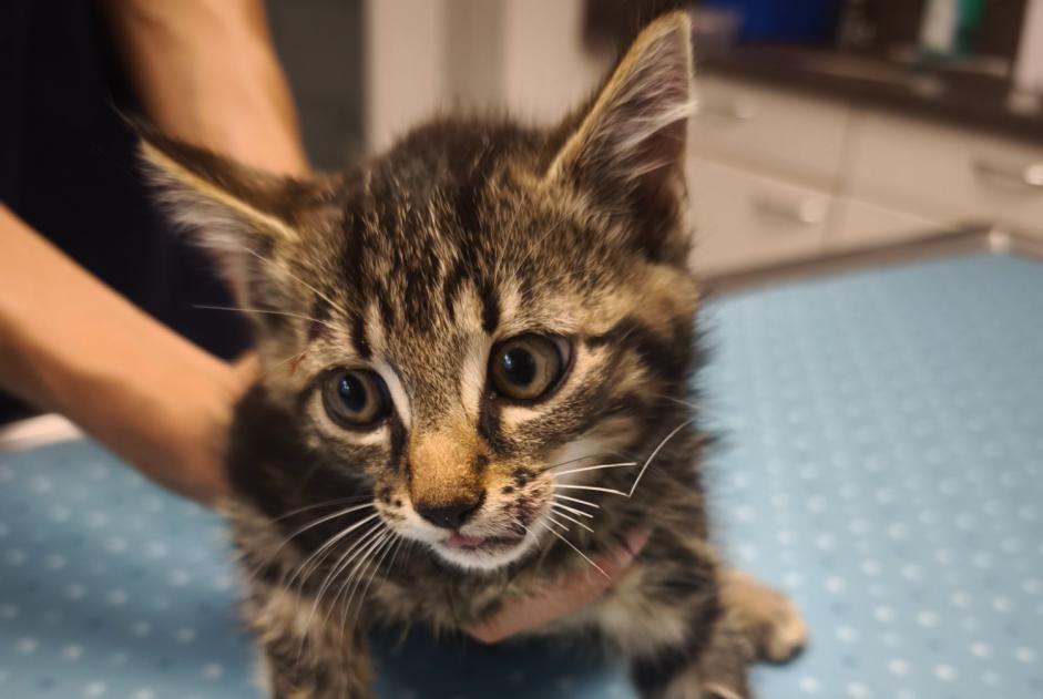 Alerte Découverte Chat Mâle Montagny-près-Yverdon Suisse
