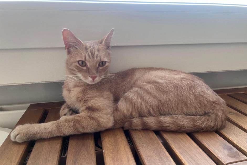 Alerte Découverte Chat Inconnu Lausanne Suisse Alerte Découverte Chat Inconnu Lausanne Suisse