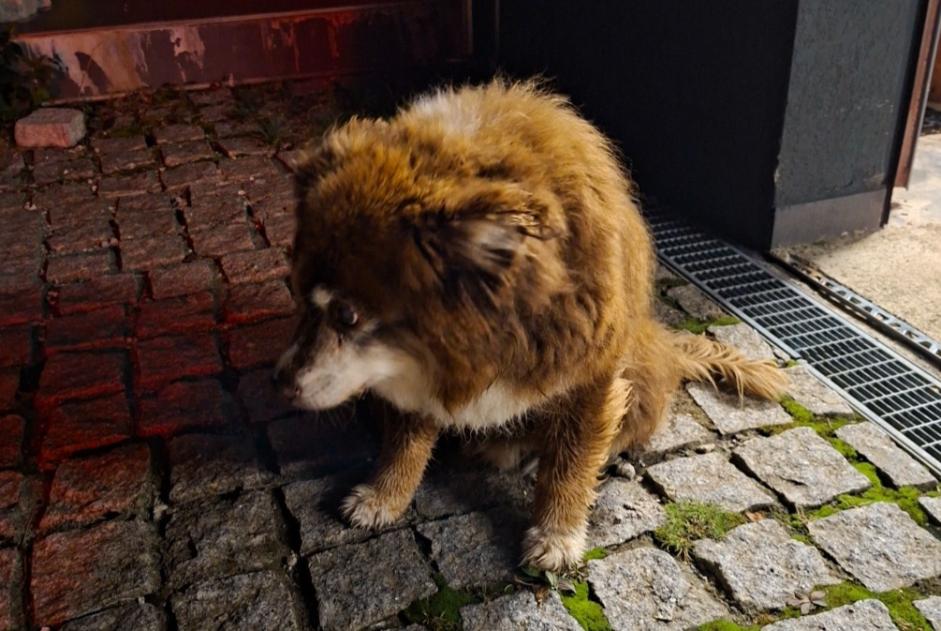 Alerte Découverte Chien Inconnu Attalens Suisse Alerte Découverte Chien Inconnu Attalens Suisse