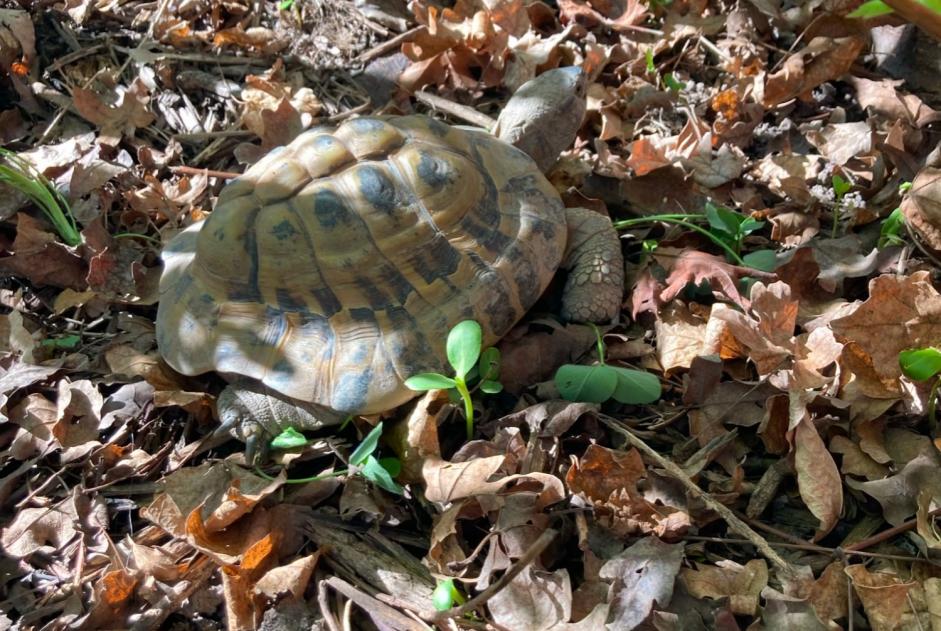 Alerte Disparition Tortue Mâle , 2026 ans Monthey Suisse Alerte Disparition Tortue Mâle , 2026 ans Monthey Suisse