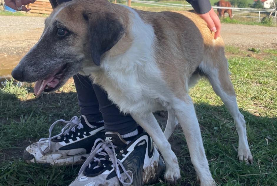 Avviso Ritrovamento Cane Maschio La Chaux-de-Fonds Svizzera Avviso Ritrovamento Cane Maschio La Chaux-de-Fonds Svizzera