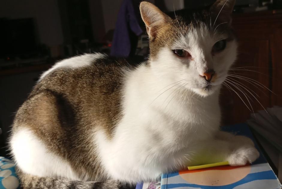 Avviso scomparsa Gatto Maschio , 8 anni Villaz Svizzera Avviso scomparsa Gatto Maschio , 8 anni Villaz Svizzera