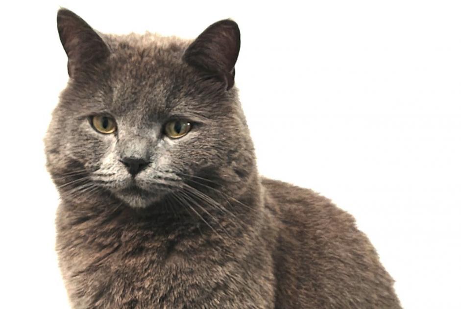 Avviso scomparsa Gatto incrocio di razze Maschio , 3 anni Val-de-Ruz Svizzera Avviso scomparsa Gatto incrocio di razze Maschio , 3 anni Val-de-Ruz Svizzera