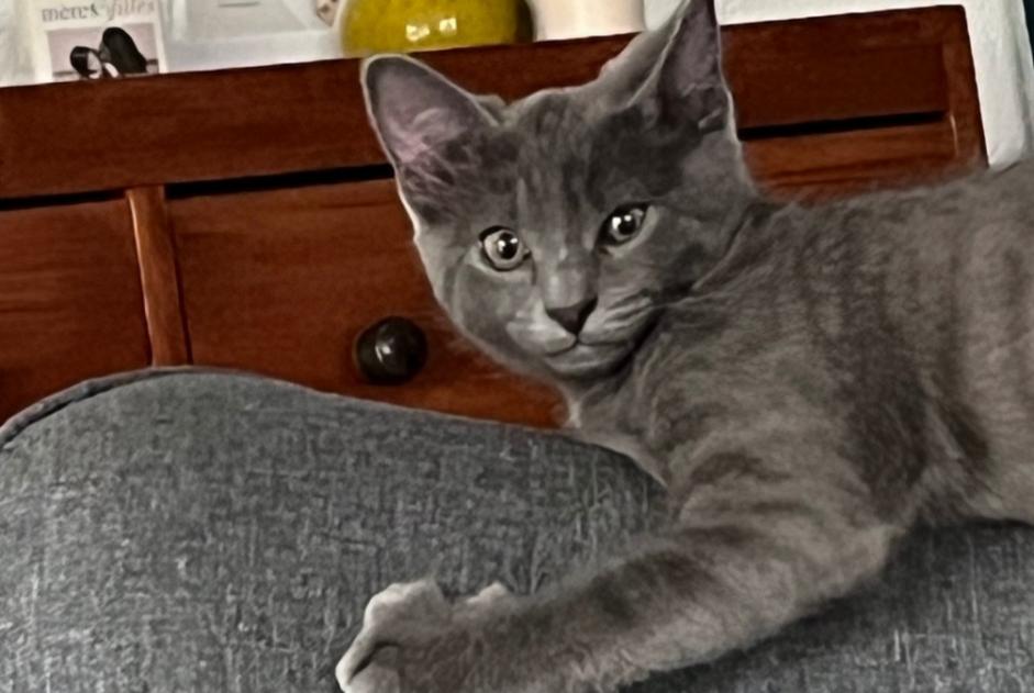 Avviso scomparsa Gatto  Maschio , 0 anni Echallens Svizzera