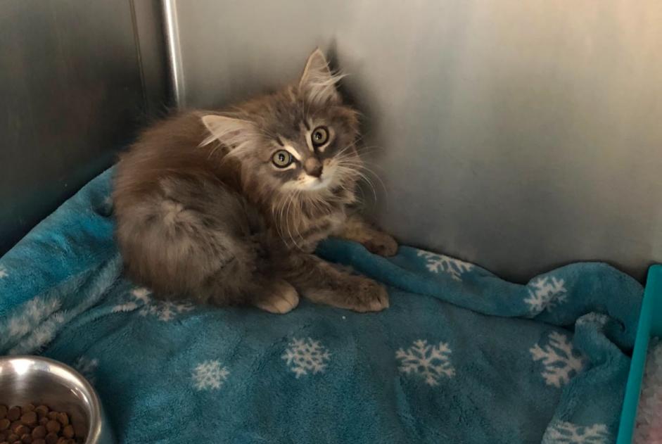 Avviso Ritrovamento Gatto Femmina Gibloux Svizzera