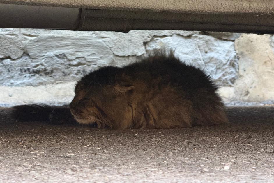 Avviso Ritrovamento Gatto incrocio di razze Non conosciuta , 10 anni Lausanne Svizzera Avviso Ritrovamento Gatto incrocio di razze Non conosciuta , 10 anni Lausanne Svizzera