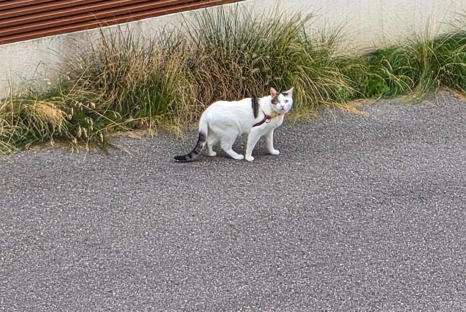 Avviso Ritrovamento Gatto Non conosciuta Le Mont-sur-Lausanne Svizzera