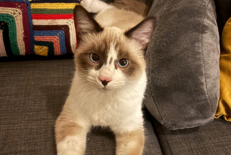 Avviso Ritrovamento Gatto Non conosciuta Ecublens Svizzera Avviso Ritrovamento Gatto Non conosciuta Ecublens Svizzera