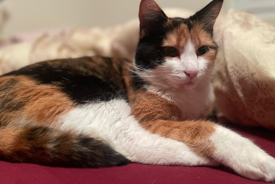 Verdwijningsalarm Kat Vrouwtje , 4 jaar Arbaz Zwitserland Verdwijningsalarm Kat Vrouwtje , 4 jaar Arbaz Zwitserland