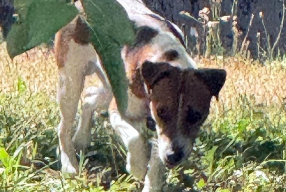 Alerta descoberta Cão  Macho Cortaillod Switzerland
