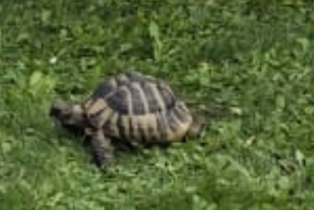 Alerta desaparecimento Tartaruga Macho , 2026 anos Delley-Portalban Switzerland